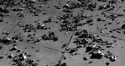 Spread A Smile -3 (Fallen Leaves)