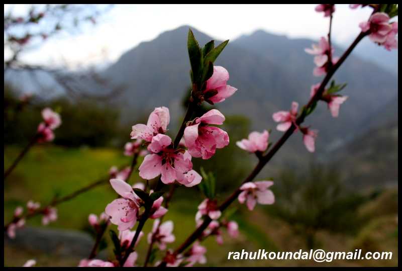 Spring Colors - Apricot Flowers Spreading Its Aroma In Air Of Chamba