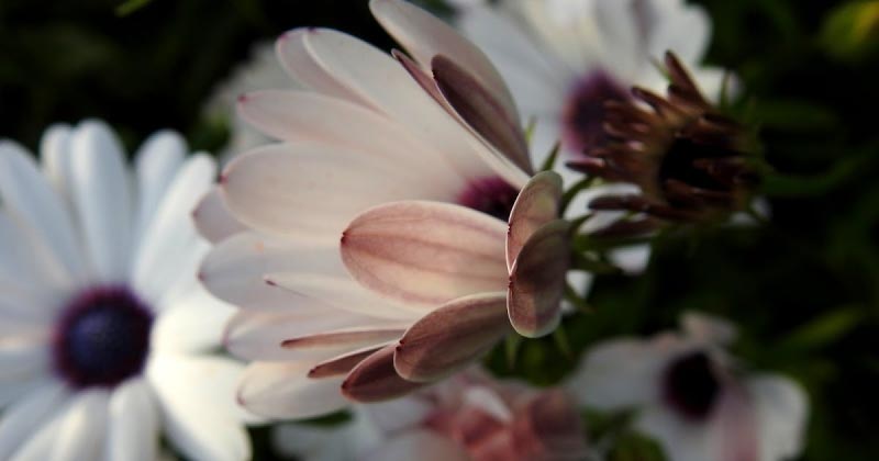 Spring Song Of Delhi - Part I