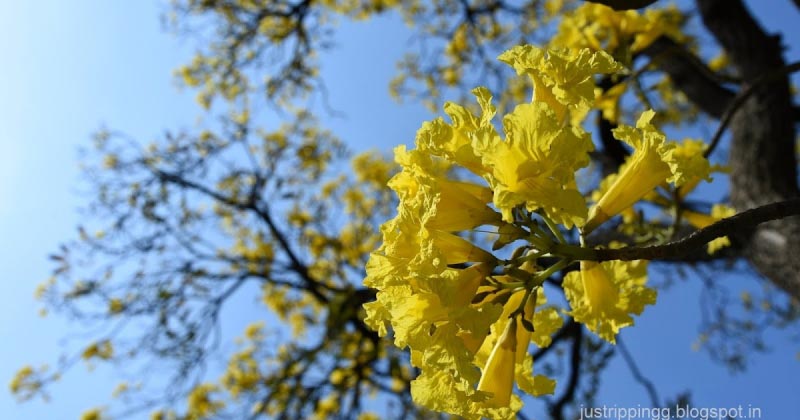 Spring Song Of Delhi - Part II