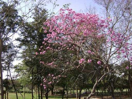 Spring And Summer: An Ode To The Tabebuia Rosea