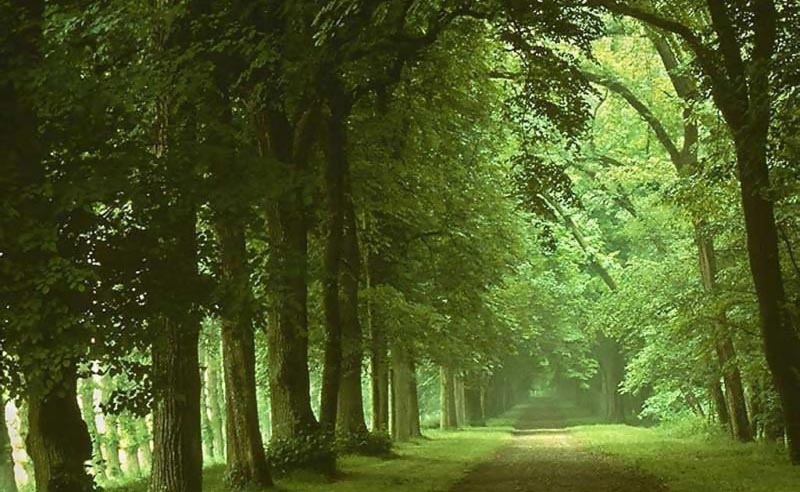 Spring Appear Silently