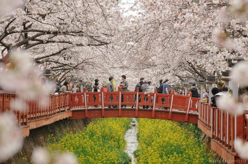 Spring Events In South Korea You Can