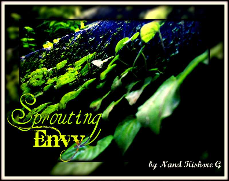 Sprouting Envy