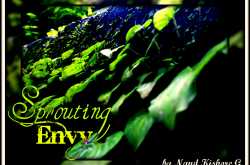Sprouting Envy