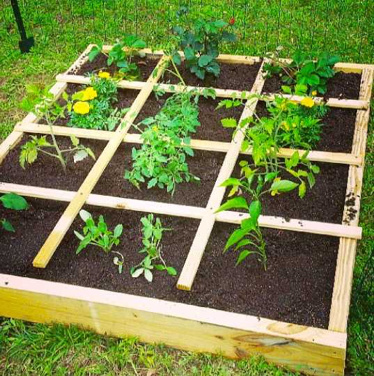 Square Foot Gardening | Arid Agriculture & Vegetable Gardening