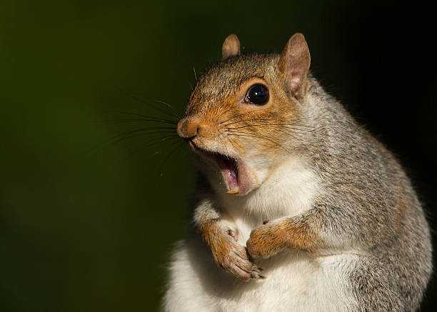 Squirrels Yawn