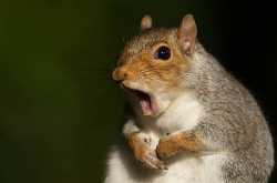 Squirrels Yawn