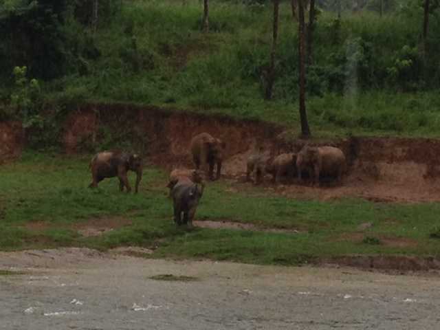 Sri Lanka Elephant Piña Wala Pinnawala Kandy Sigria