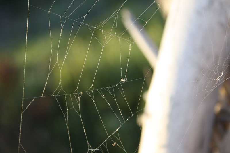 Starting From Scratch