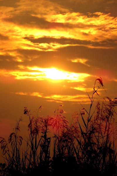 Stories From Kadamakudy - Origin Of The Name Kadamakudy 