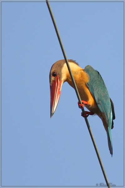 Stork-billed Kingfisher