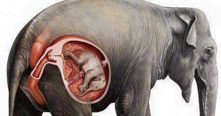 Story Of Elephant And Dog