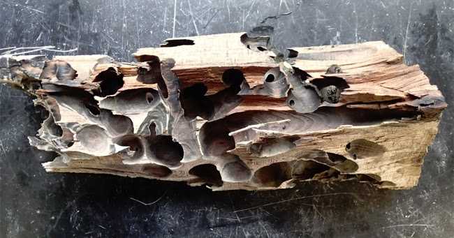 Story Of A Wooden Log