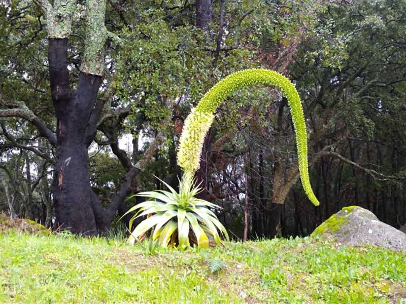 Strange Aloe Type Plant Near The Villa