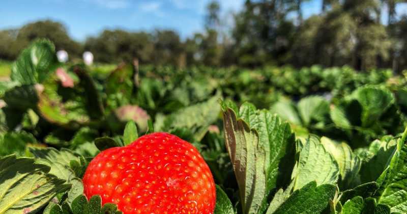 Strawberry Farm