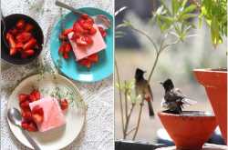 Strawberry Thyme Semifreddo