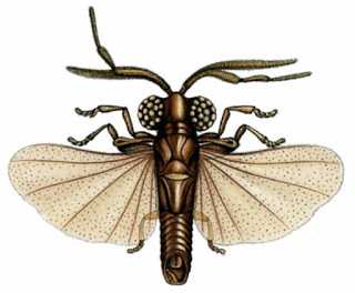 Strepsiptera