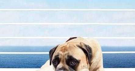 Strictly For Animal Lovers!