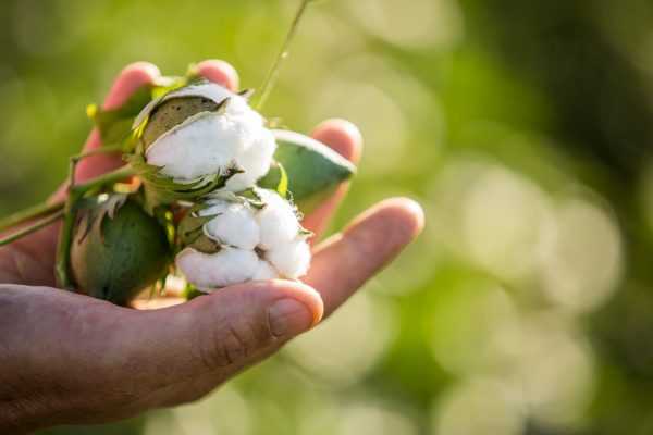 Strong Growth Of Cotton Yarn Exports In FY19 Is Expected In India
