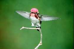 Structural details of Birds.