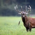Study Confirms Presence Of Near Extinct Hangul Population Outside Dachigam NP In Kashmir Valley