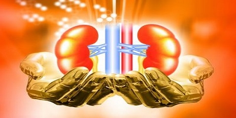 Successive Story Of Kidney Education Website