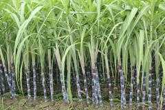 Sugarcane Care - Sugarcane Plant Info And Growing Tips