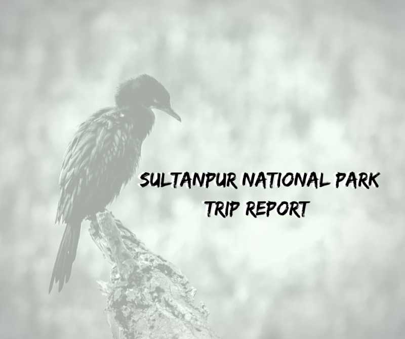 Sultanpur National Park Trip Report