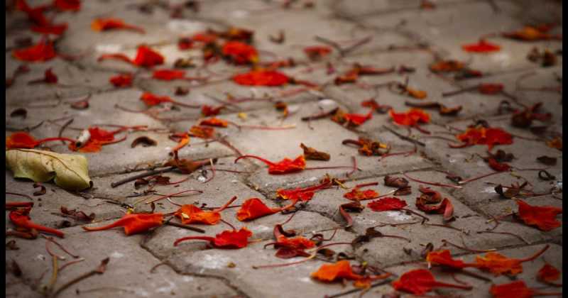 Summer Afternoons In India