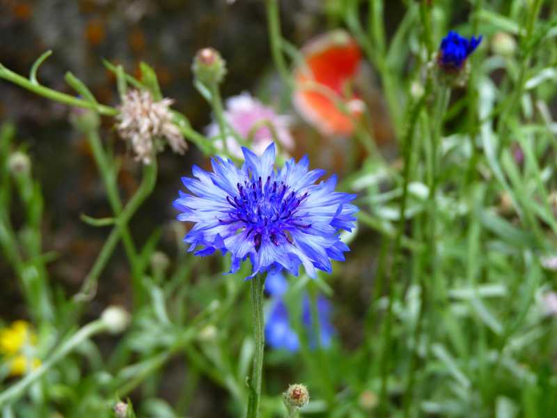 Summer Blooms In Sikkim 