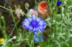 Summer Blooms In Sikkim 