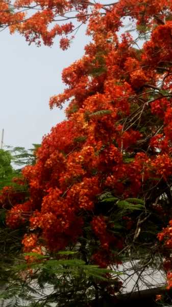 Summer Flowers, Poetry & Other News