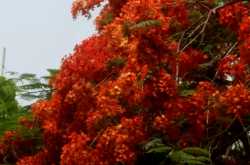 Summer Flowers, Poetry & Other News