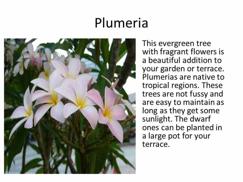 Summer And Monsoon Blooms