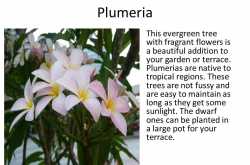 Summer and Monsoon Blooms