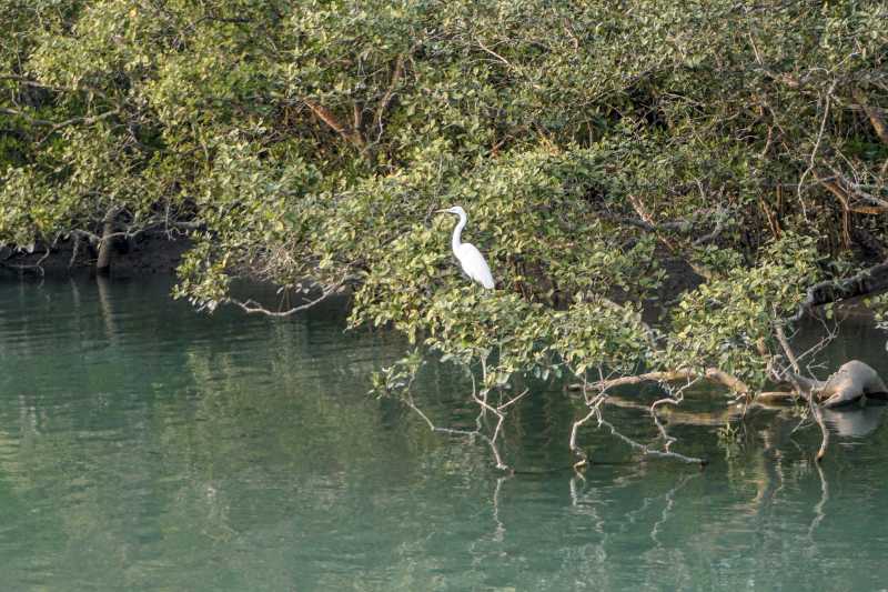 Sundarbans : A Photo Story