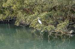 Sundarbans : A photo story