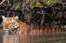 Sunderban National Park - Everything you need to know - Shoe Bytes