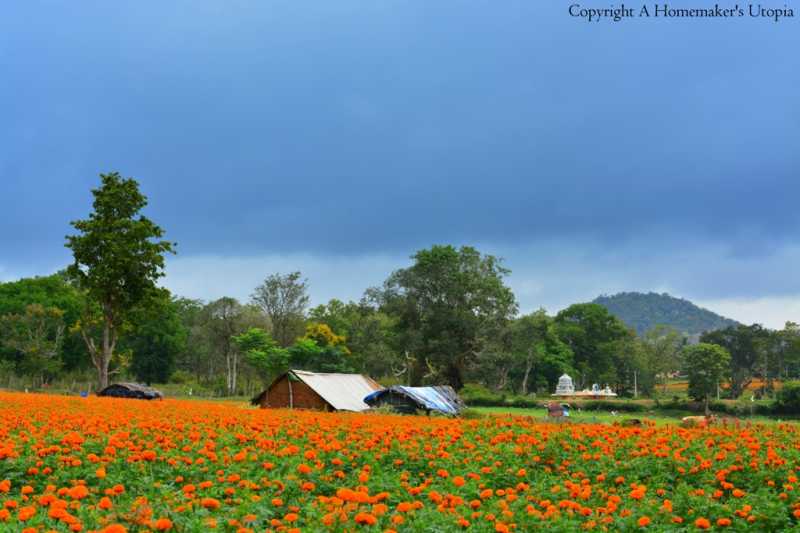 Sunflower,Marigold Farms Of Gundulpet - The Beautiful Countryside Of Karnataka