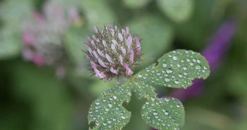 Sunol Regional Wilderness