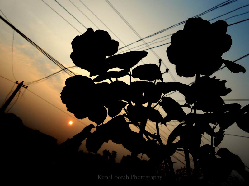 Sunset And Silhouette