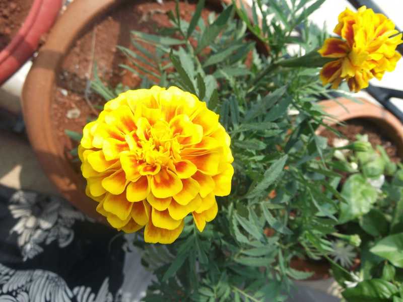 Sunshine In My Little Garden