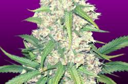 Super Silver Haze Feminized Cannabis Seeds | 420.in.nf