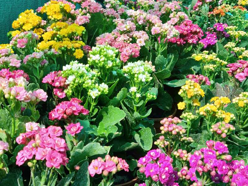 Surat Flower Show 2019