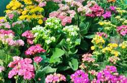 Surat Flower Show 2019