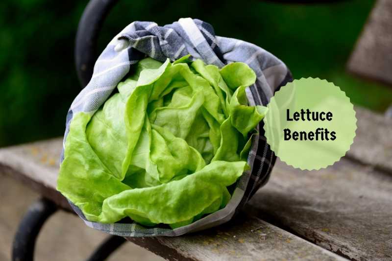 Surprising Lettuce Benefits: Detox, Calmness, Hormone Balance & More