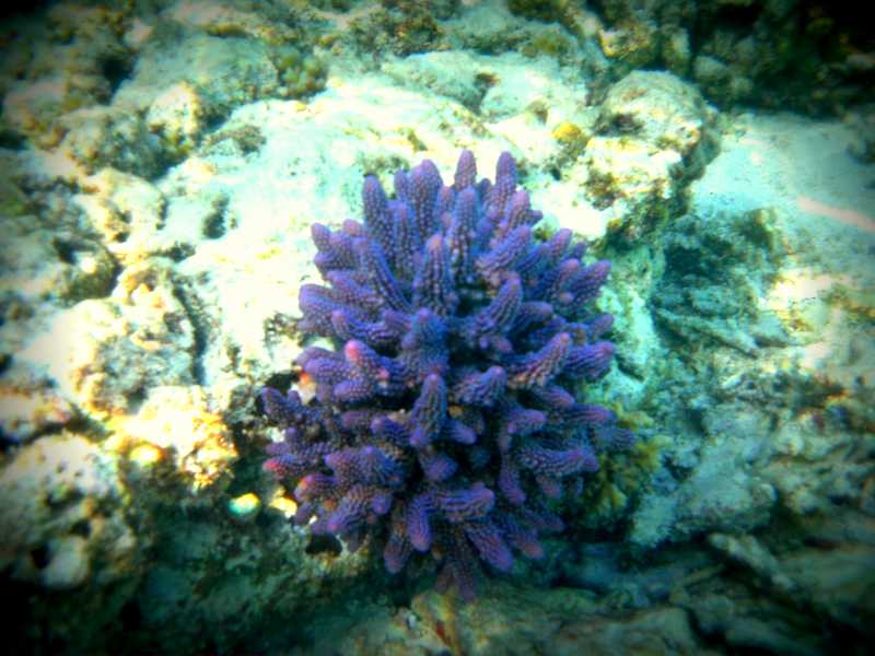 Swimming Through The Gardens Of Coral & Fish - The Maldives