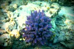 Swimming through the Gardens of Coral & Fish - The Maldives