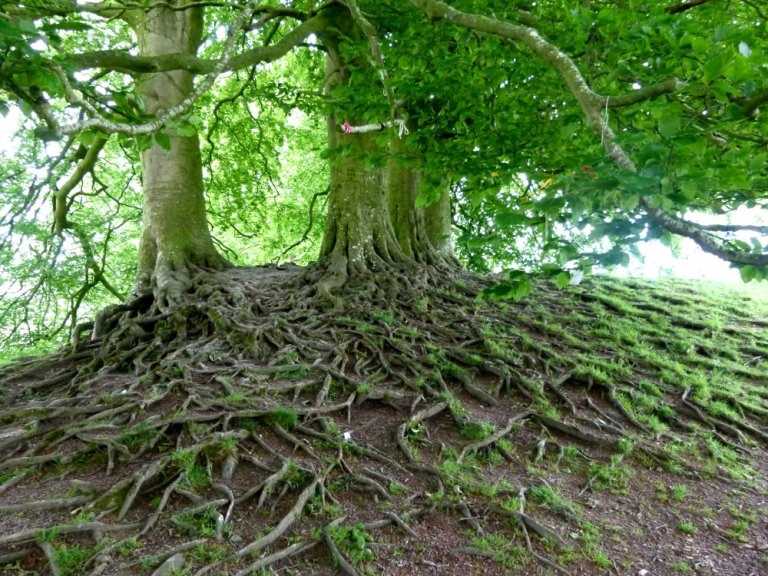 Symbiotic Relationship-Rooted# Writephoto